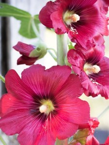pink flowers to bring joy and healing